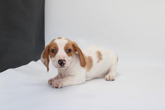 [#253277-02] White / Brown M Dachshund Puppies For Adoption