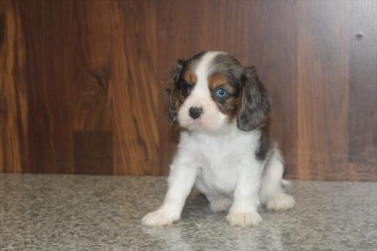 [#253398-01] Tri-Colored M Cavalier King Charles Spaniel Puppies For Adoption