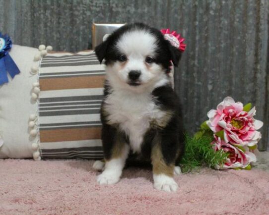 [#253056-06] Tri-Colored F Miniature American Shepherd Puppies For Adoption