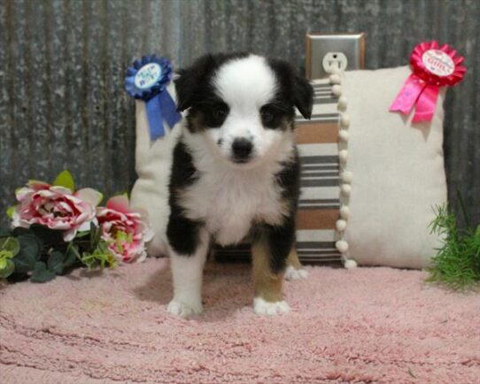 [#253056-07] Tri-Colored F Miniature American Shepherd Puppies For Adoption