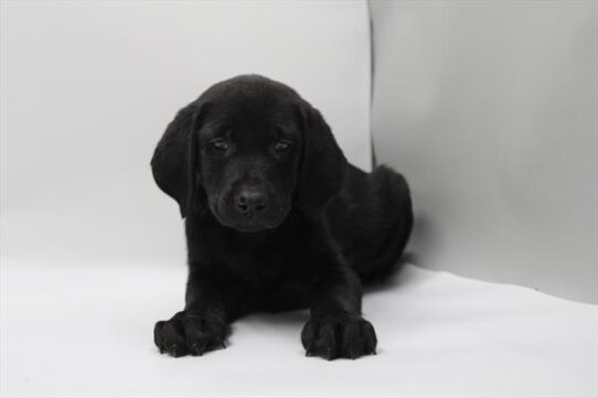 [#253212-08] Black F Labrador Retriever Puppies For Adoption