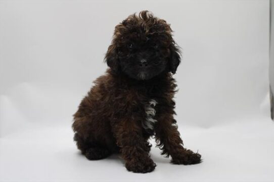[#253046-03] Brown M Maltipoo Puppies For Adoption