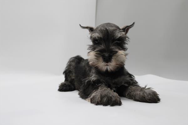[#253227-04] Salt / Pepper M Miniature Schnauzer Puppies For Adoption