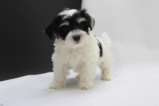 [#253030-05] Black / Tan F Morkie Puppies For Adoption