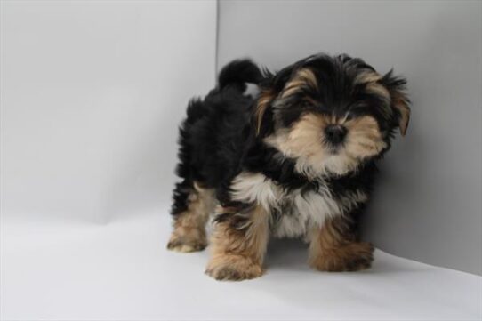 [#2648-02] Black / Tan M Morkie Puppies For Adoption