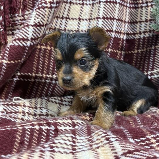 [#253318-02] Black / Tan M Yorkshire Terrier Puppies For Adoption