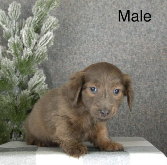 [#2647-04] Brown M Dachshund/Chiweenie Puppies For Adoption