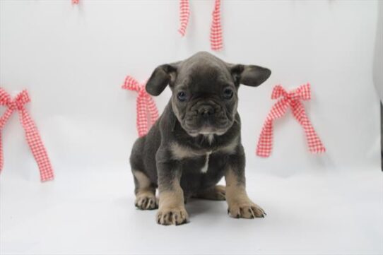 [#253232-01] Blue M French Bulldog Puppies For Adoption