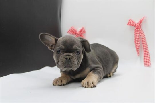 [#253232-04] Blue F French Bulldog Puppies For Adoption