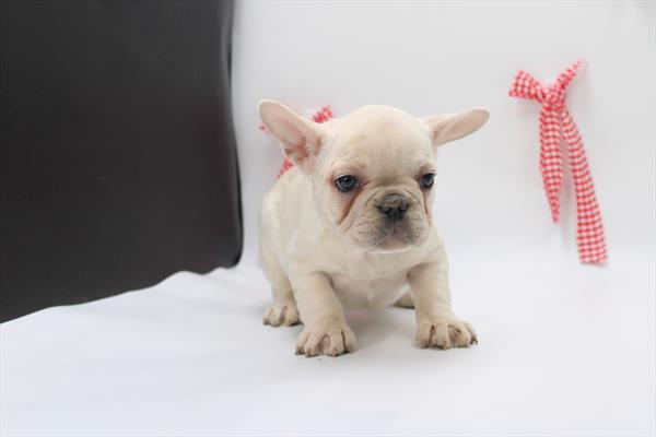 French Bulldog - 5964792 Image #1
