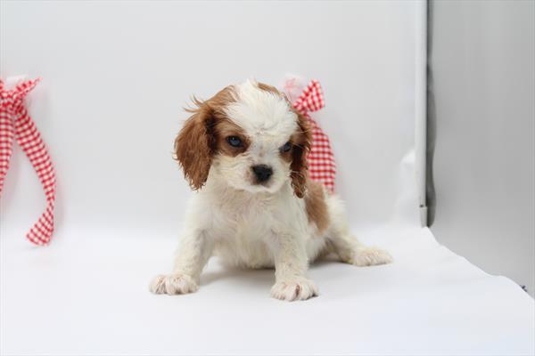 Cavalier King Charles Spaniel - 5964787 Image #1