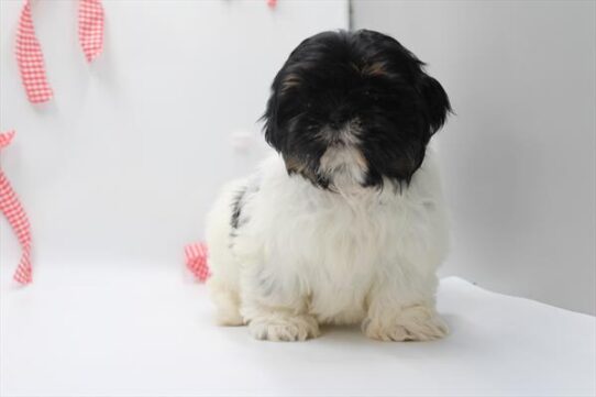 [#253335-02] Black White / Tan F Shih Tzu Puppies For Adoption