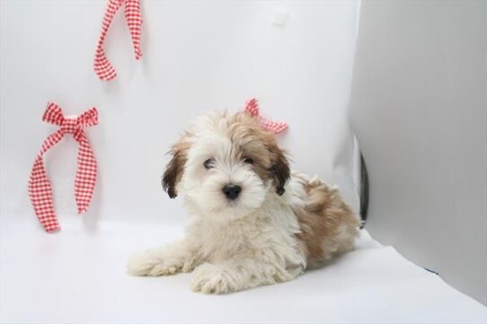 [#253339-01] Brown / White M CotonPoo Puppies For Adoption