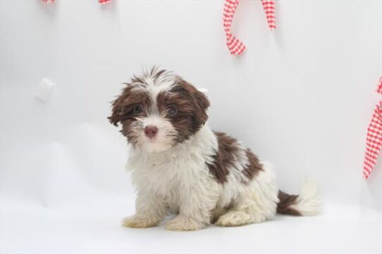 [#253243-03] Chocolate / White M Havanese Puppies For Adoption