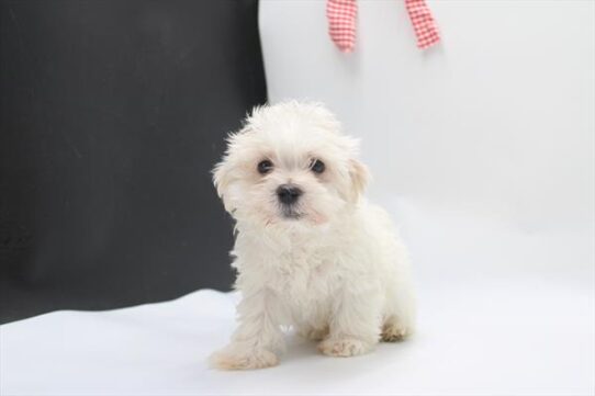[#253241-01] Cream M Havanese Puppies For Adoption
