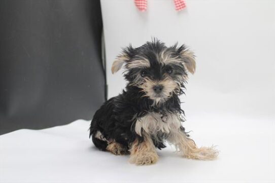 [#253239-02] Black / Tan F Morkie Puppies For Adoption