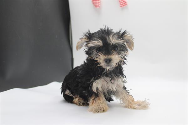 Morkie - 5964793 Image #1