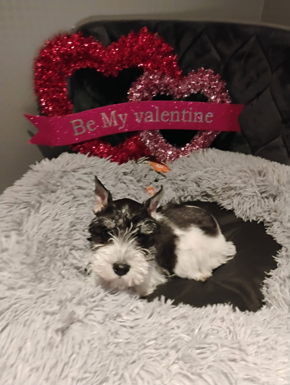 [#253228-01] Black / White M Miniature Schnauzer Puppies For Adoption