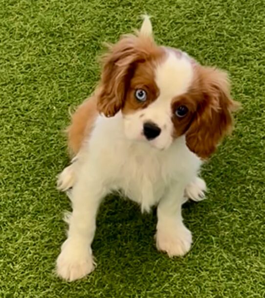 [#253018-02] Blenheim M Cavalier King Charles Spaniel Puppies For Adoption