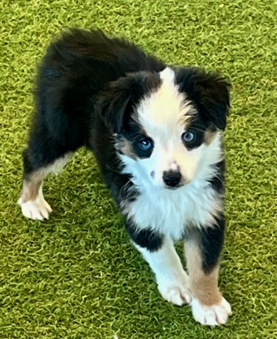 [#253056-07] Tri-Colored F Miniature American Shepherd Puppies For Adoption