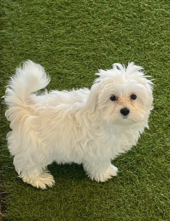 [#252874-03] White M Maltese Puppies For Adoption