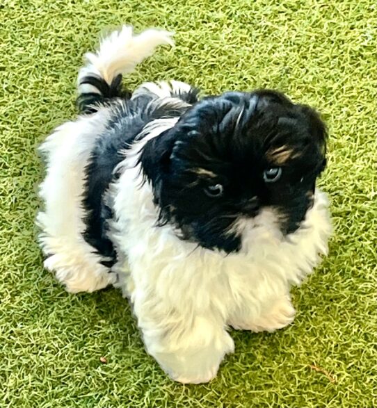 [#253335-02] Black White / Tan F Shih Tzu Puppies For Adoption