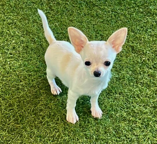 [#253199-01] White / Cream M Chihuahua Puppies For Adoption