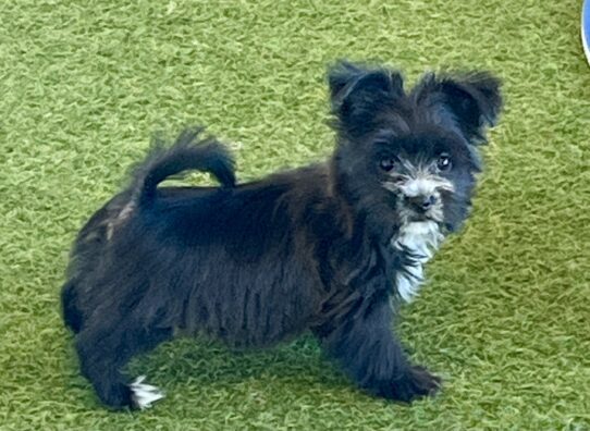 [#253223-02] Black / White M Morkie Puppies For Adoption
