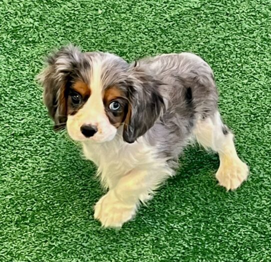 [#253398-01] Tri-Colored M Cavalier King Charles Spaniel Puppies For Adoption