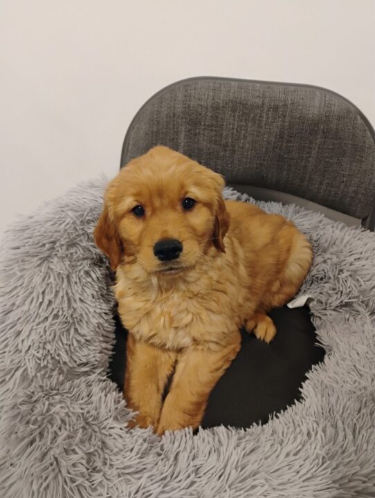 [#900255003272360] Golden M Golden Retriever Dog