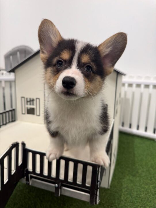 [#253378-01] Tri-Colored M Pembroke Welsh Corgi Puppies For Adoption