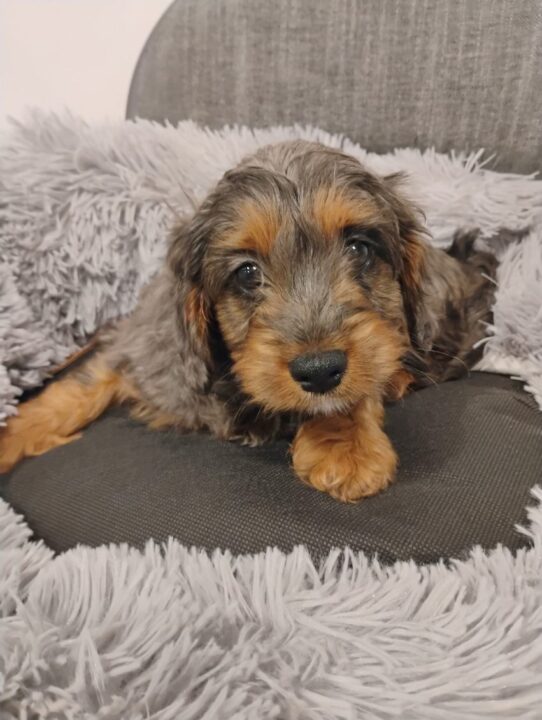 [#90025500360335] Merle M Maltipoo Dog