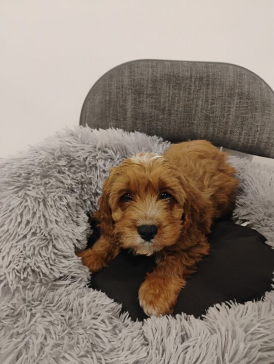 [#900255003260334] White / Red M Maltipoo Dog