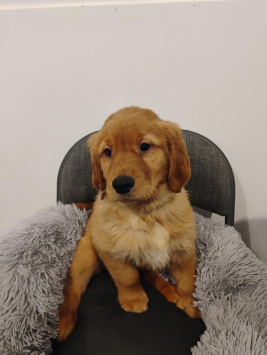 [#900255001564219] Golden F Golden Retriever Dog