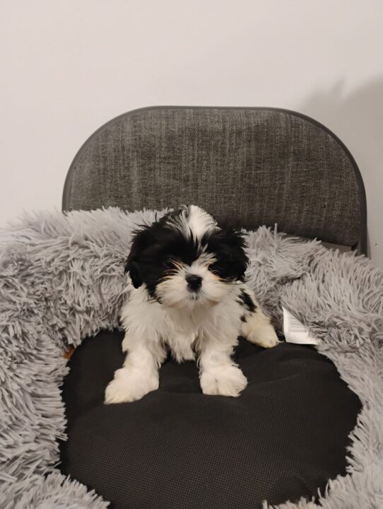 [#956000019836003] Black / White F Shih Tzu Dog