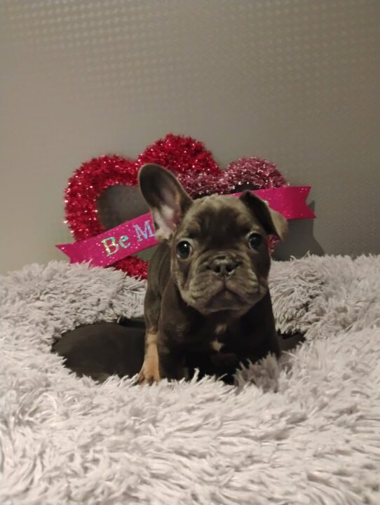 [#252960-07] Blue F French Bulldog Puppies For Adoption