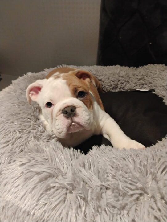 [#253087-02] Blue Fawn M English Bulldog  Puppies For Adoption