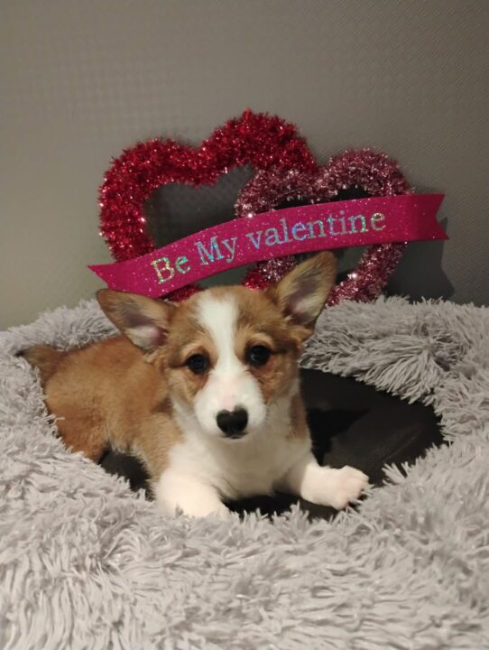 [#253190-08] Red Sable F Pembroke Welsh Corgi Puppies For Adoption