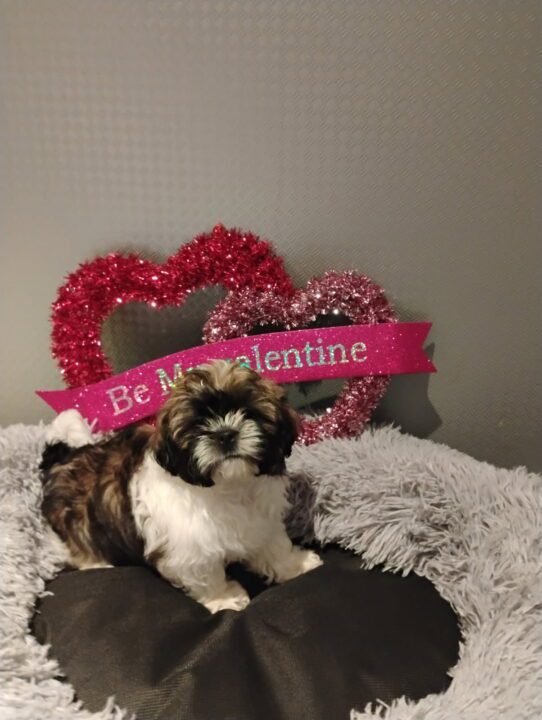 [#253165-06] Brown / White F Shih Tzu Puppies For Adoption