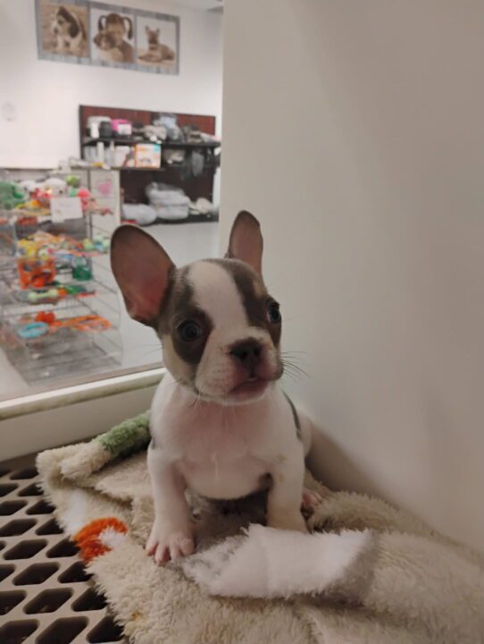 [#900255001566505] M French Bulldog Dog