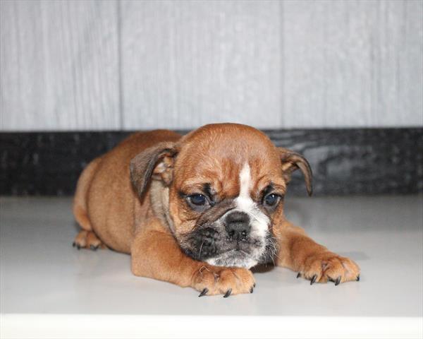 English Bulldog  - 5964804 Image #1