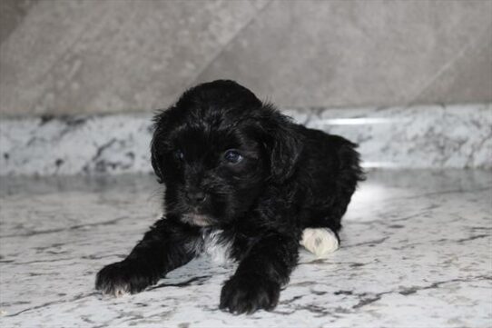 [#2643-03] Black M Biewerpoo Puppies For Adoption