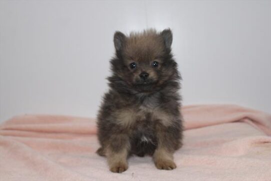 [#253361-01] Blue M Pomeranian Puppies For Adoption