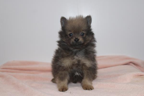 Pomeranian - 5964832 Image #1