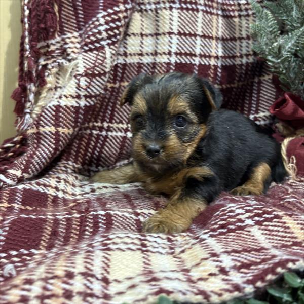 Morkie - 5964830 Image #1