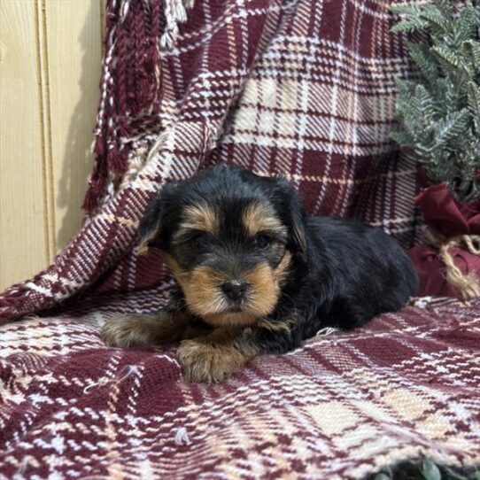 [#253321-01] Black / Tan F Yorkshire Terrier Puppies For Adoption