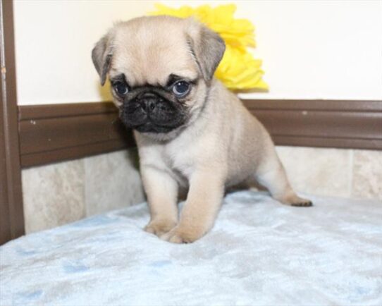 [#253275-02] Fawn M Pug Puppies For Adoption