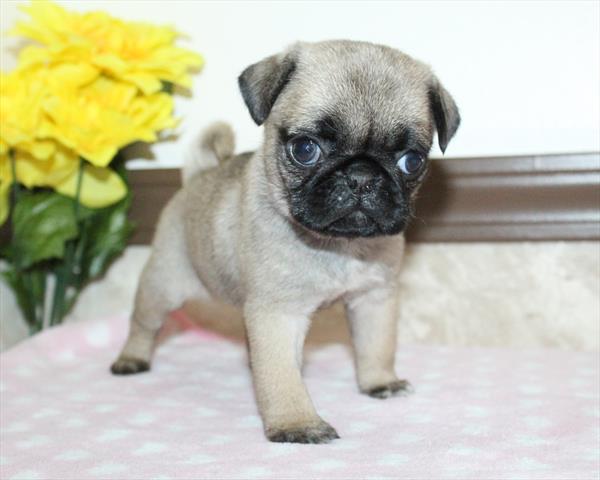 Pug - 5964808 Image #1