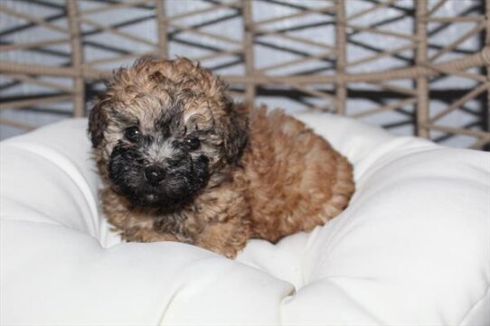 [#253382-02] Red M Poodle Mini Puppies For Adoption