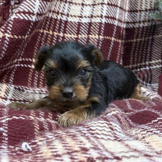 [#253318-01] Black / Tan M Yorkshire Terrier Puppies For Adoption